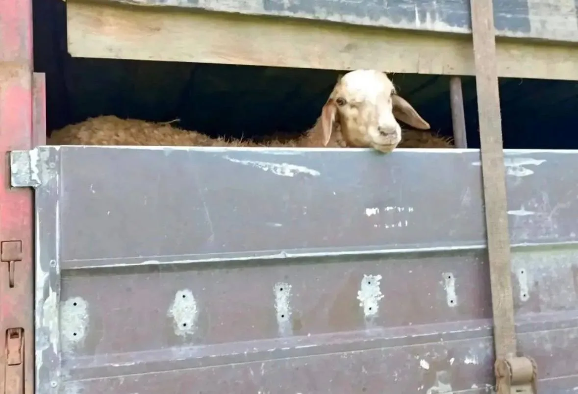 🐑 Более 300 овец без документов задержали на трассе в Воронежской области.