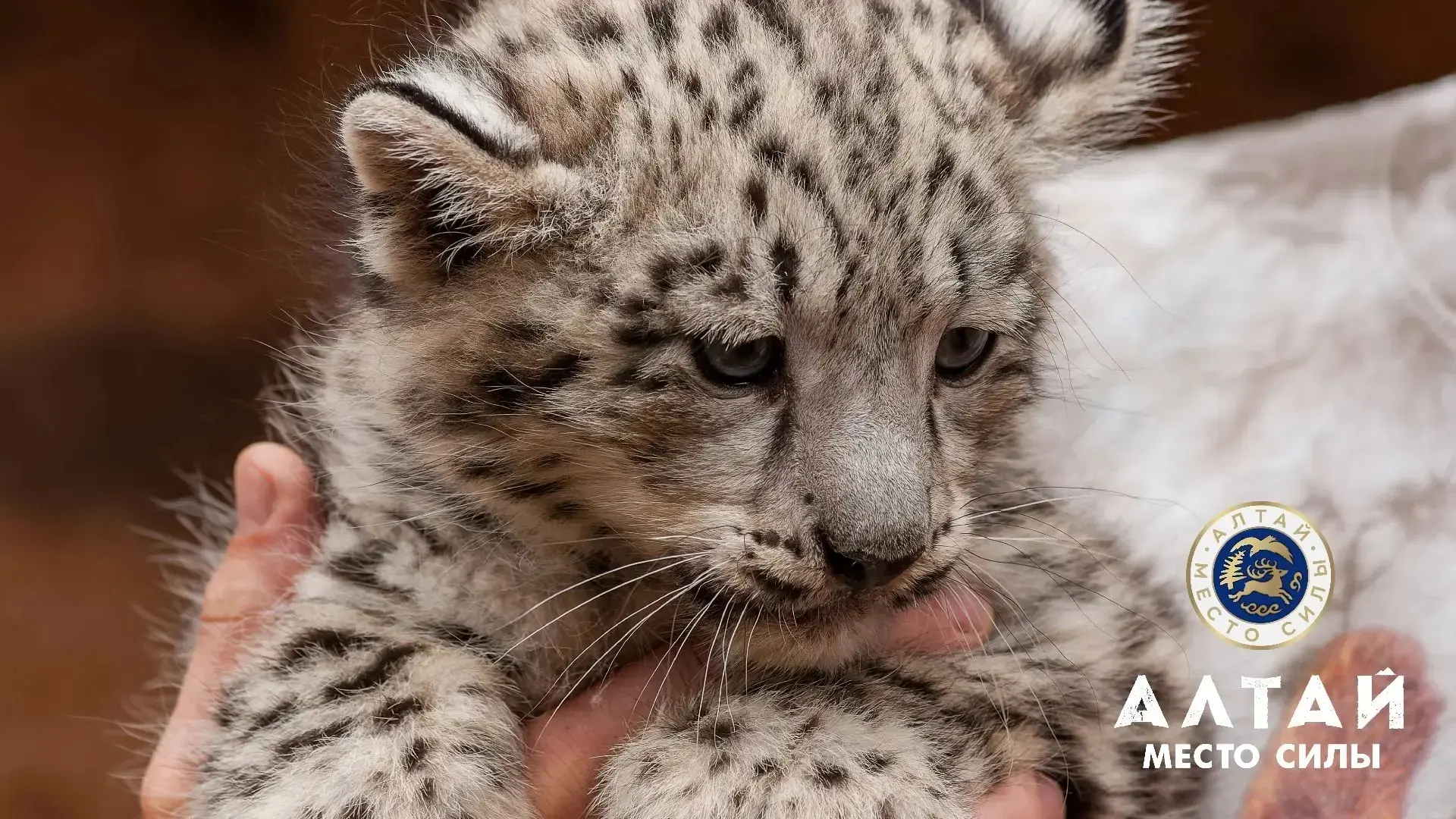 Сегодня — День снежного барса на Алтае! 🐾