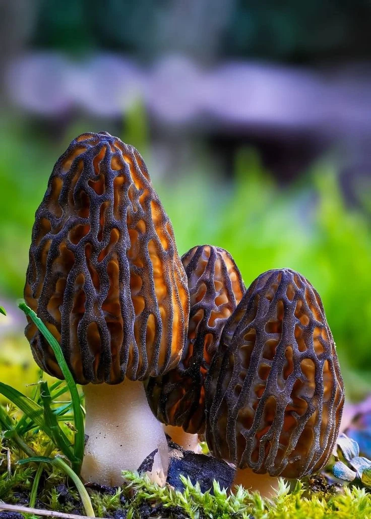 🍄 Грибной сезон на Урале: когда доставать корзинки  Уральские грибники, готовьтесь! Сообщество «Дары