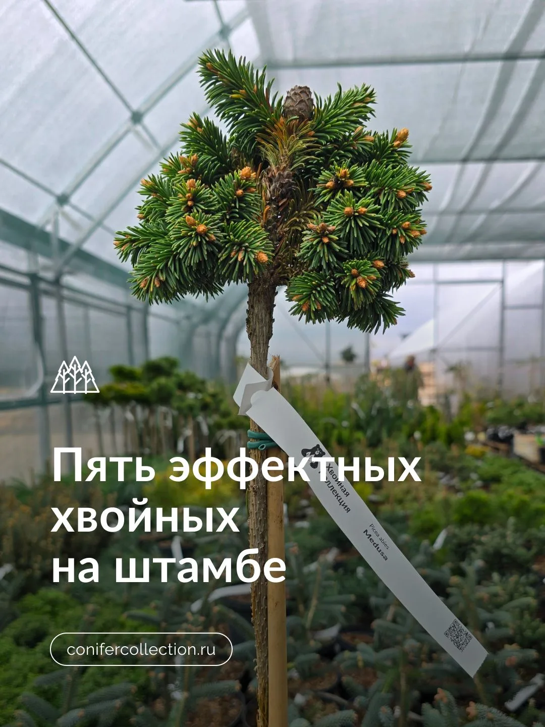 🌳Штамб: маленькое растение, большой эффект