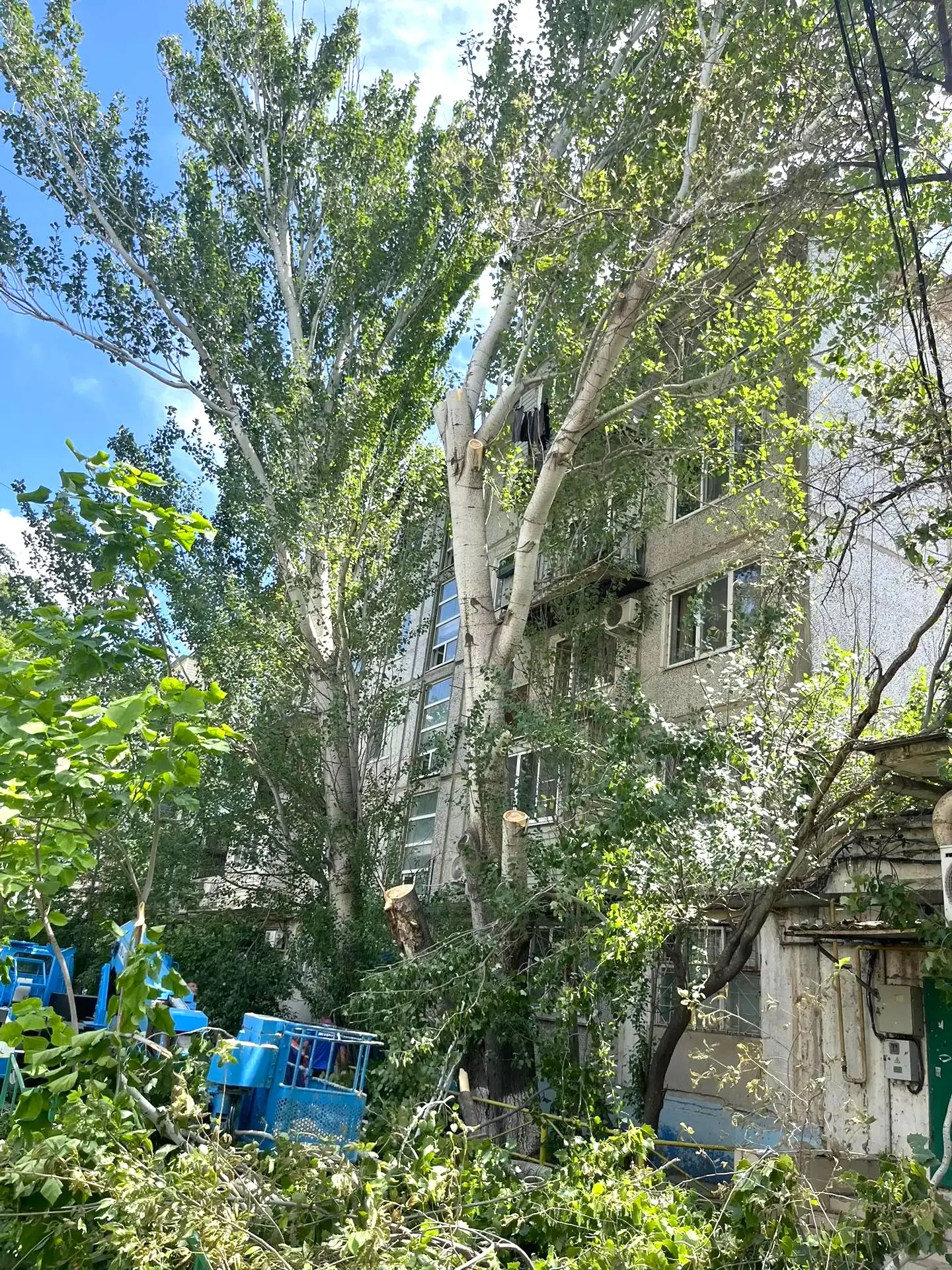 К новости «🌳 Комплексный подход: от опиловки до идеальной чистоты!»