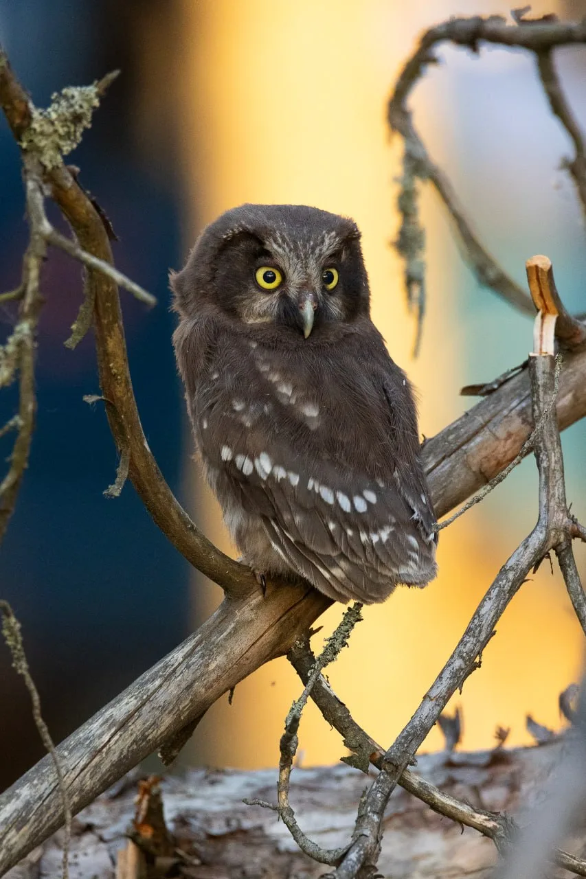 🦉 Сколько сычик не пытался прятаться, от наших зорких фотографов скрыться не получится!