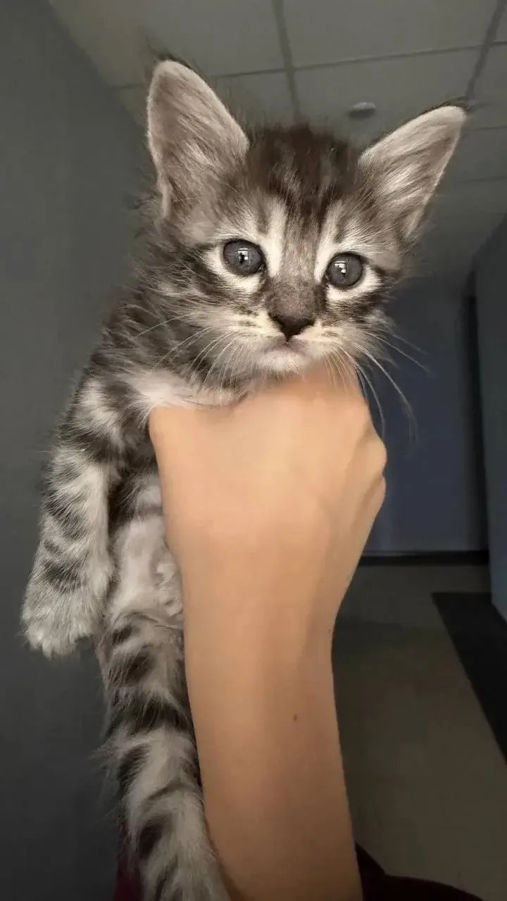 🐈Сегодня - Всемирный день защиты животных.