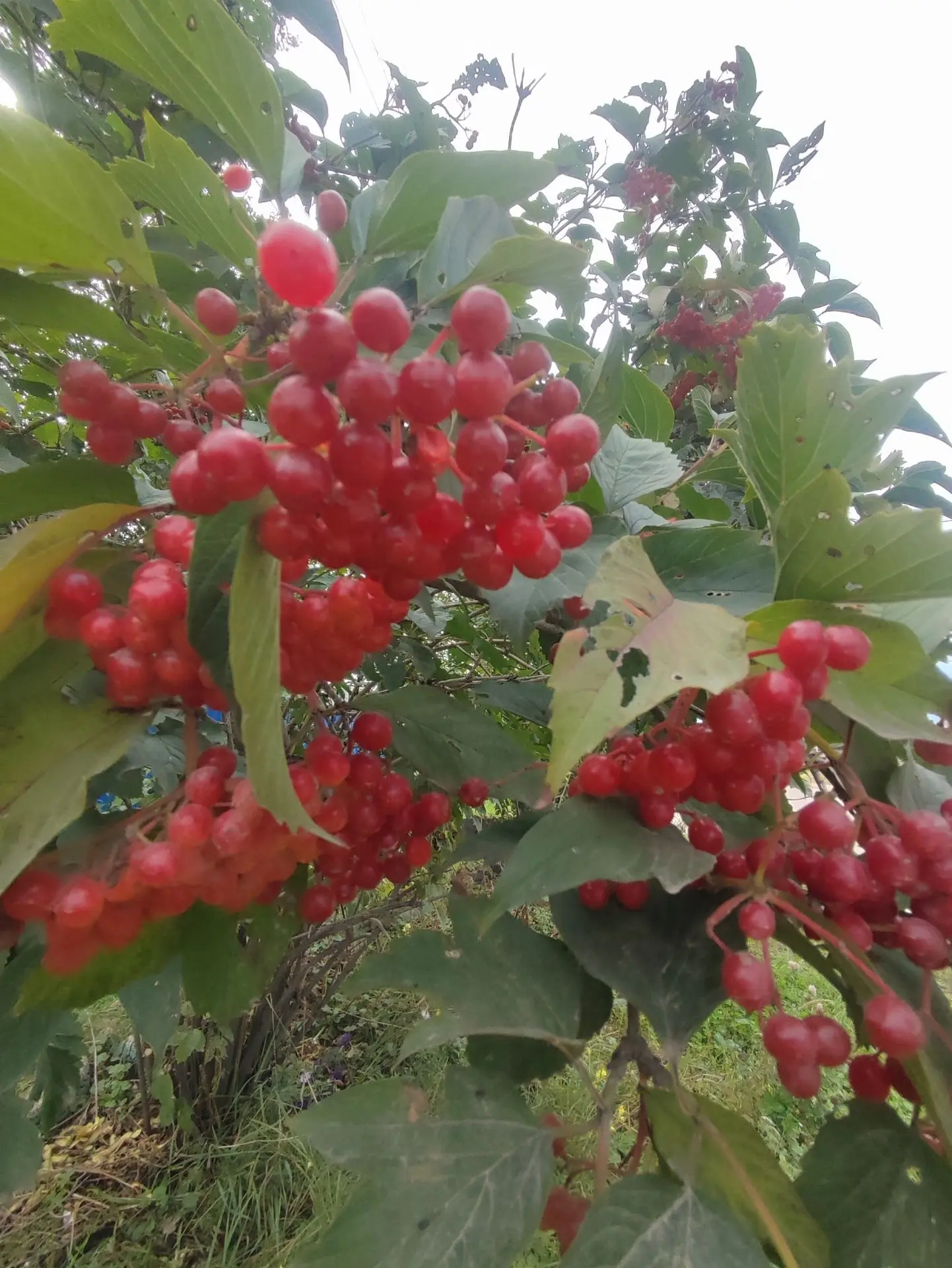 ☔Местами по области кратковременные дожди