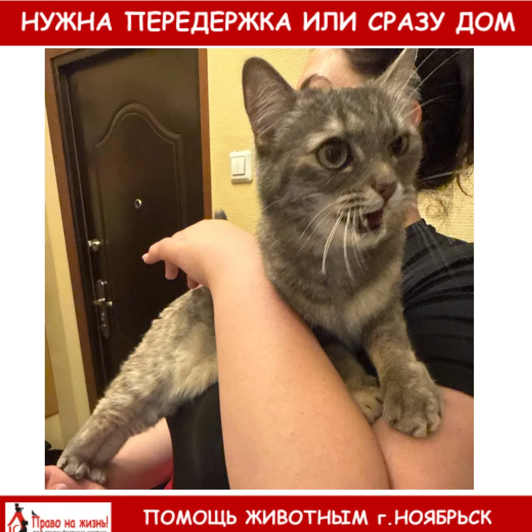 Нашли кошку во 2 подъезде по улице Ленина, дом 63.