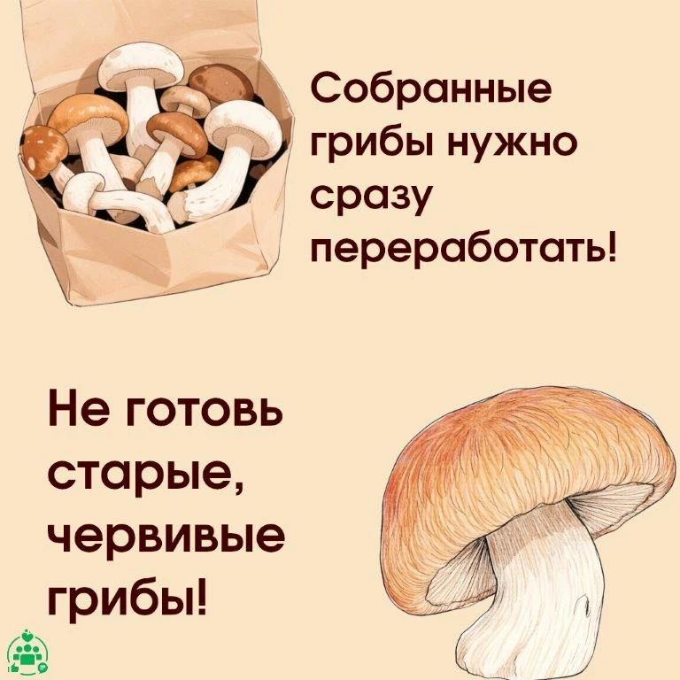 Осторожно: грибной сезон 🍂🍄
