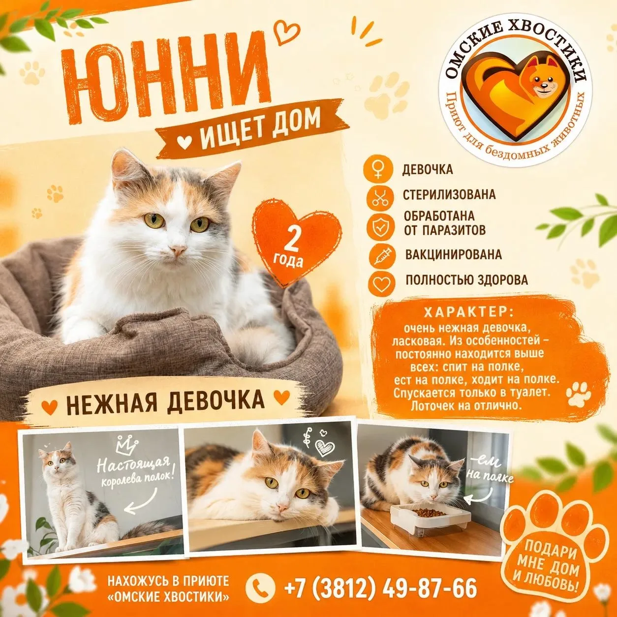 Трёхцветное счастье, которое любит смотреть на мир свысока. ✨ Очаровательная Юнни мечтает о доме! 🏡