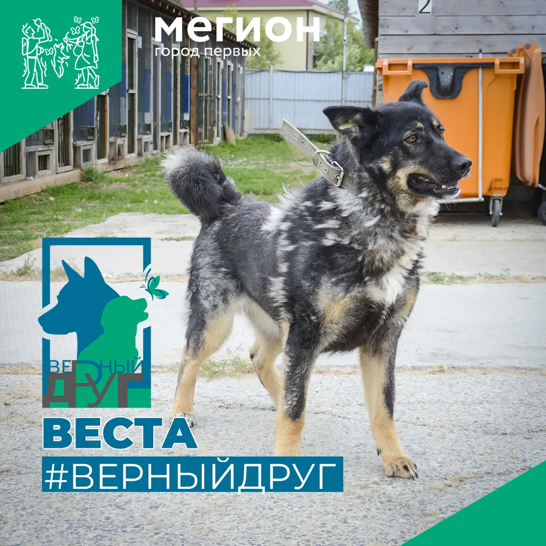 #ВерныйДруг