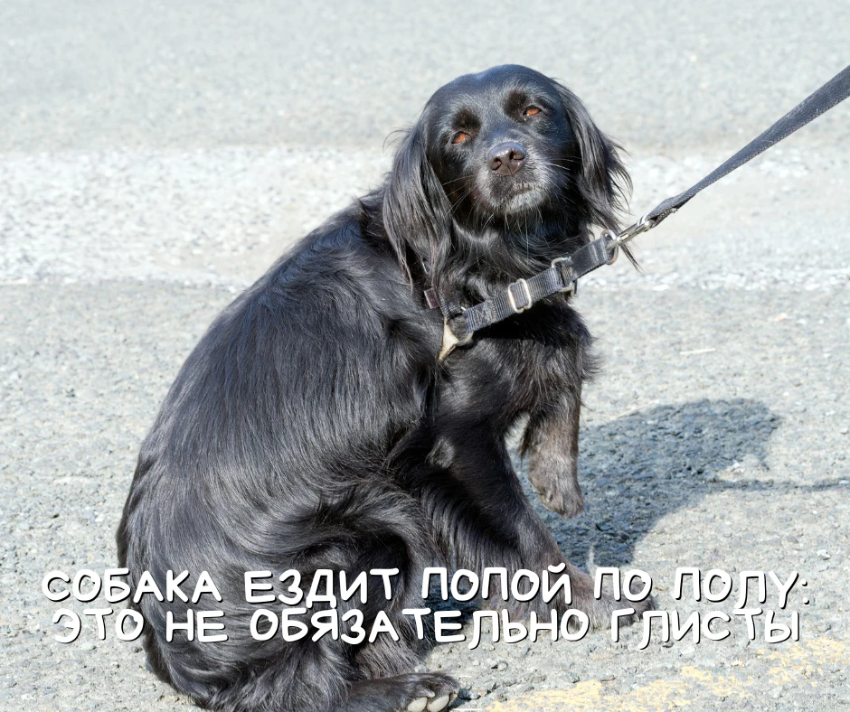 Собака ездит попой по полу: это не обязательно глисты