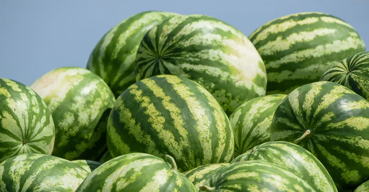 🍉 "Магнит" планирует увеличить продажи отечественных арбузов на 20–30%