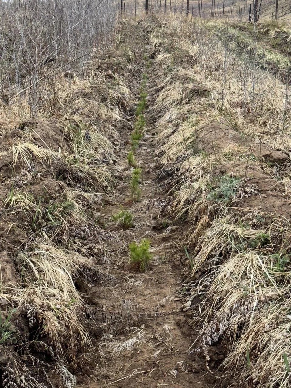 🌲 В Забайкалье высадили более 330 тысяч саженцев сосны

📌В Балейском округе компания «Разрезуголь»