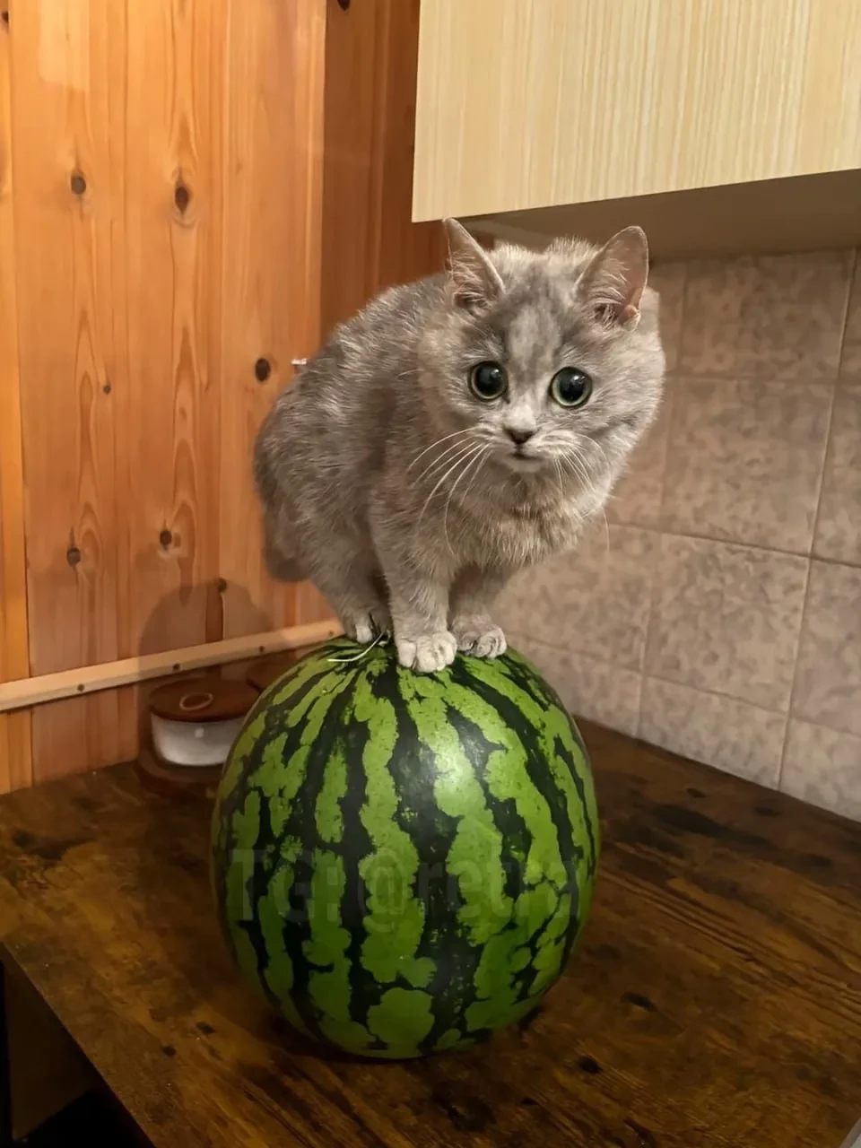 🍉Арбузный сезон официально стартует в Москве 1 августа 

На рынках цена на арбузы сейчас начинаются