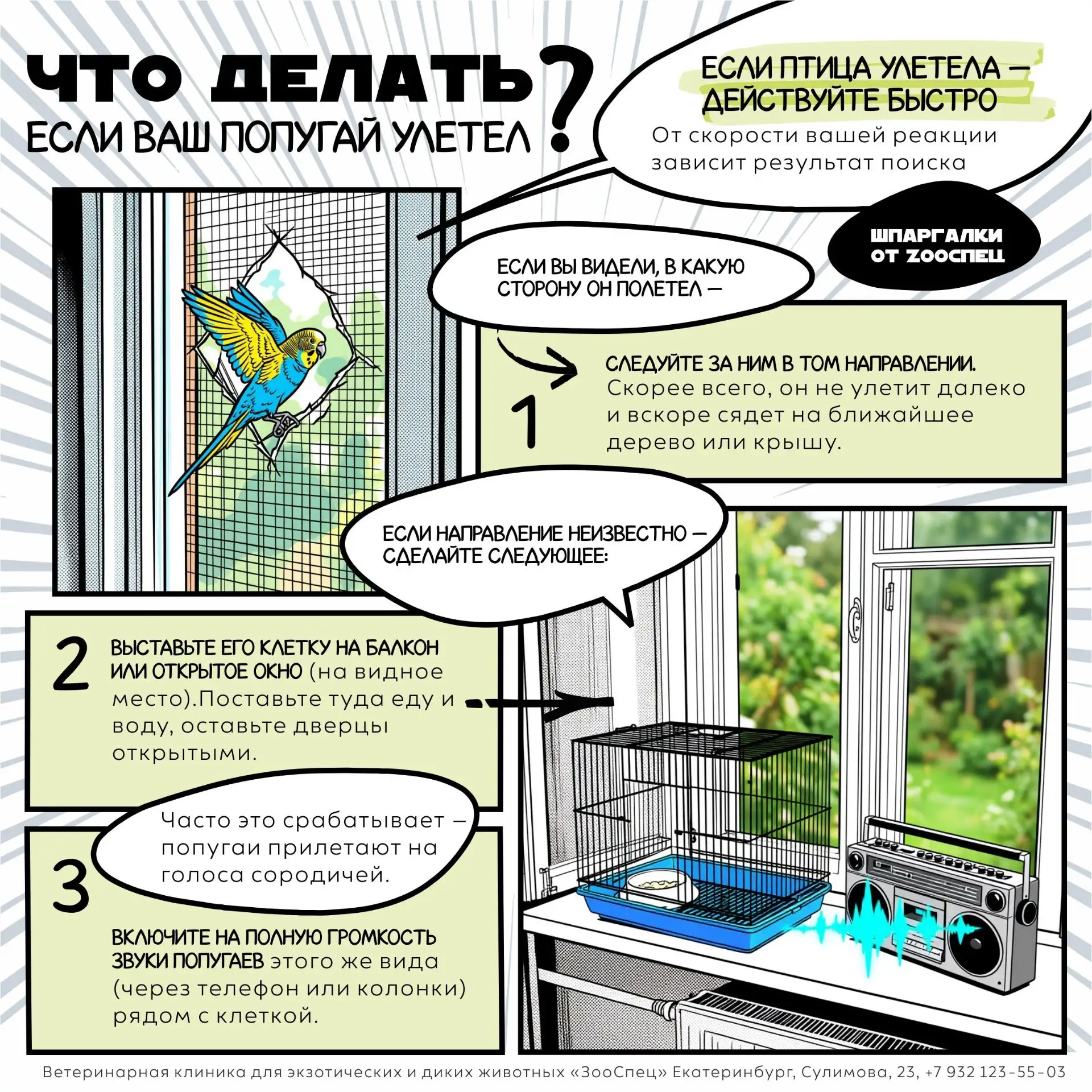 Что делать, если улетел попугай: сохраняйте шпаргалку от «ЗооСпец»