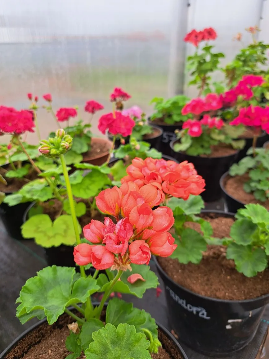 Всем здравствуйте! Весна идёт- весне дорогу! 🌱🌞🌷 Рады сообщить, что мы завершили массовое укоренение
