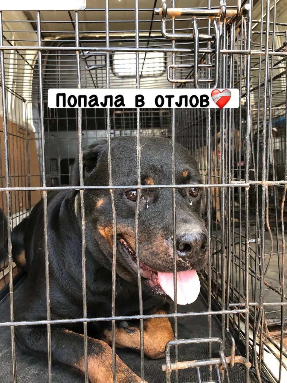 Молодая, ласковая девочка ротвейлера попала в отлов в Бронницах❤️‍🩹 Со слов местных жи...