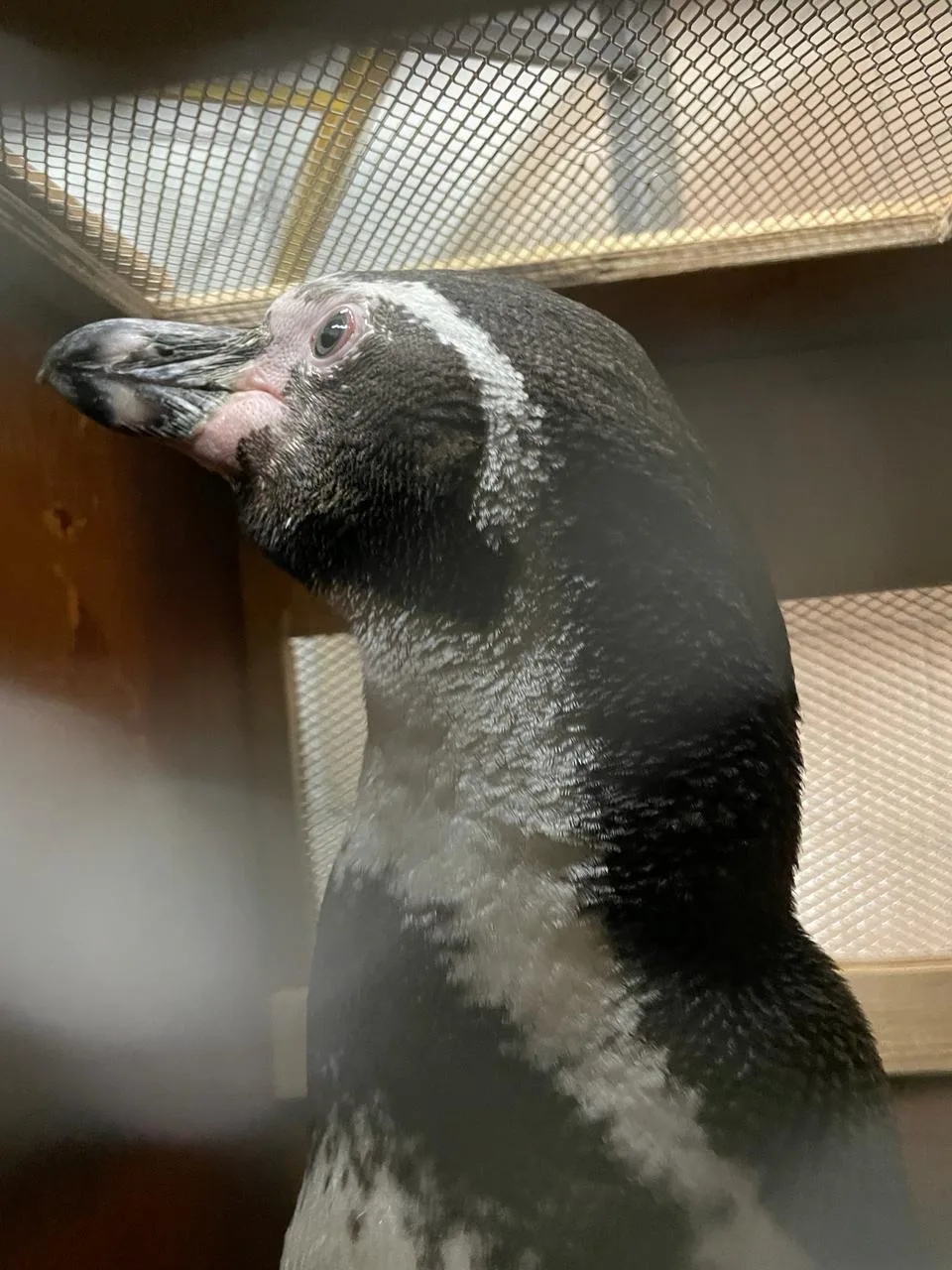 🐧 Пингвины тоже летают... через Шереметьево!

Недавно транзитными «пассажирами» терминала «Москва К