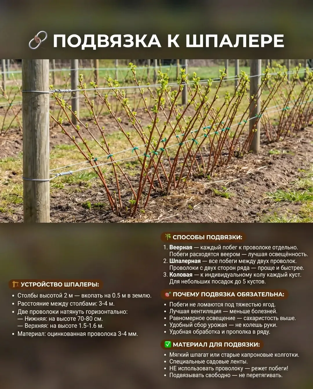 Малина — весенний уход, подвязка, подкормка 🌸  3 шага для обильного урожая!  ✂️ ОБРЕЗКА: Убрать все 