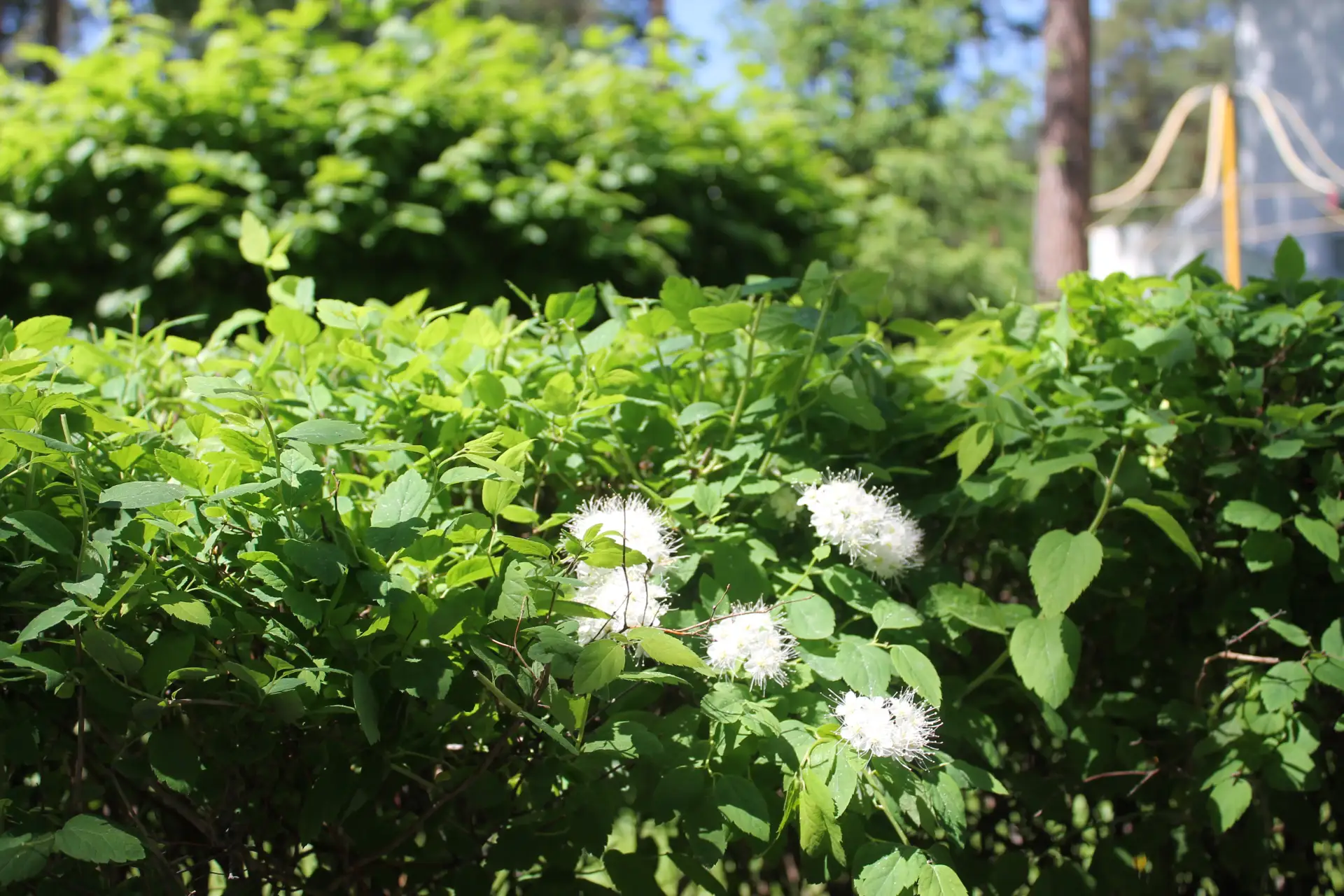 🕊️🌿🌞 Представьте: утро, высокие сосны, аромат цветов... Это не лес, а наша территория в Бердском 