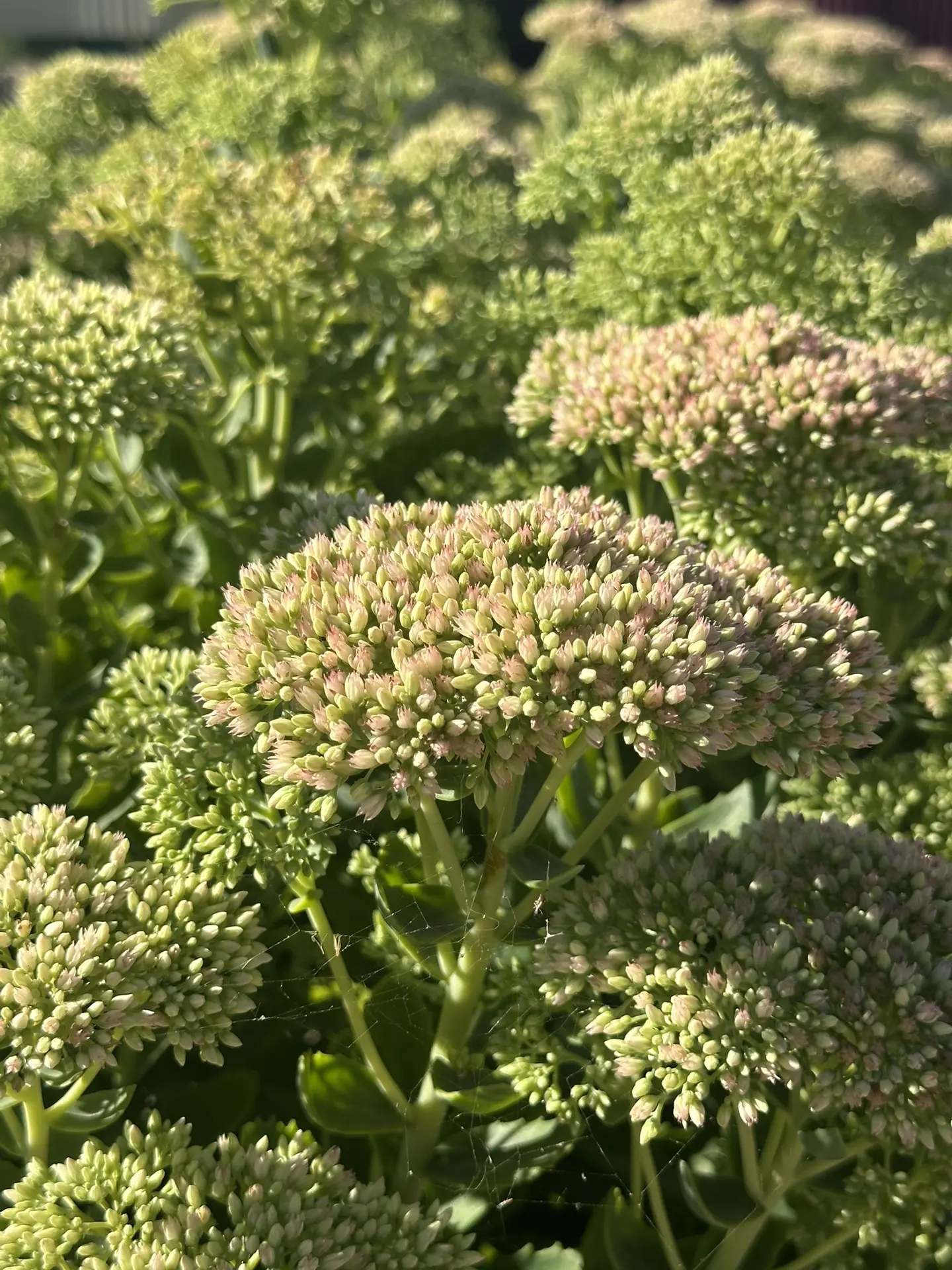 Доброе утро #Тихорецкийрайон