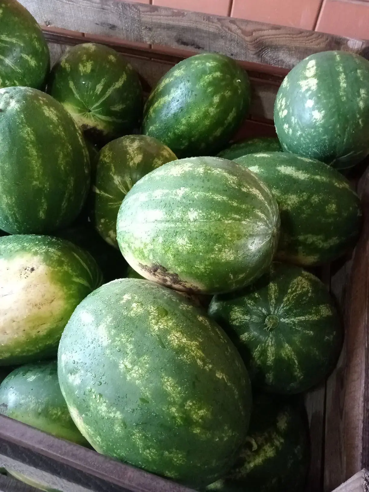 🍉 сорт Сармат 30 руб.кг
🍉 Сорт Каристан 35 руб.кг
🍉 сорт Бедуин 45 руб кг.

Дыня 🍈 сорт Мирон 10