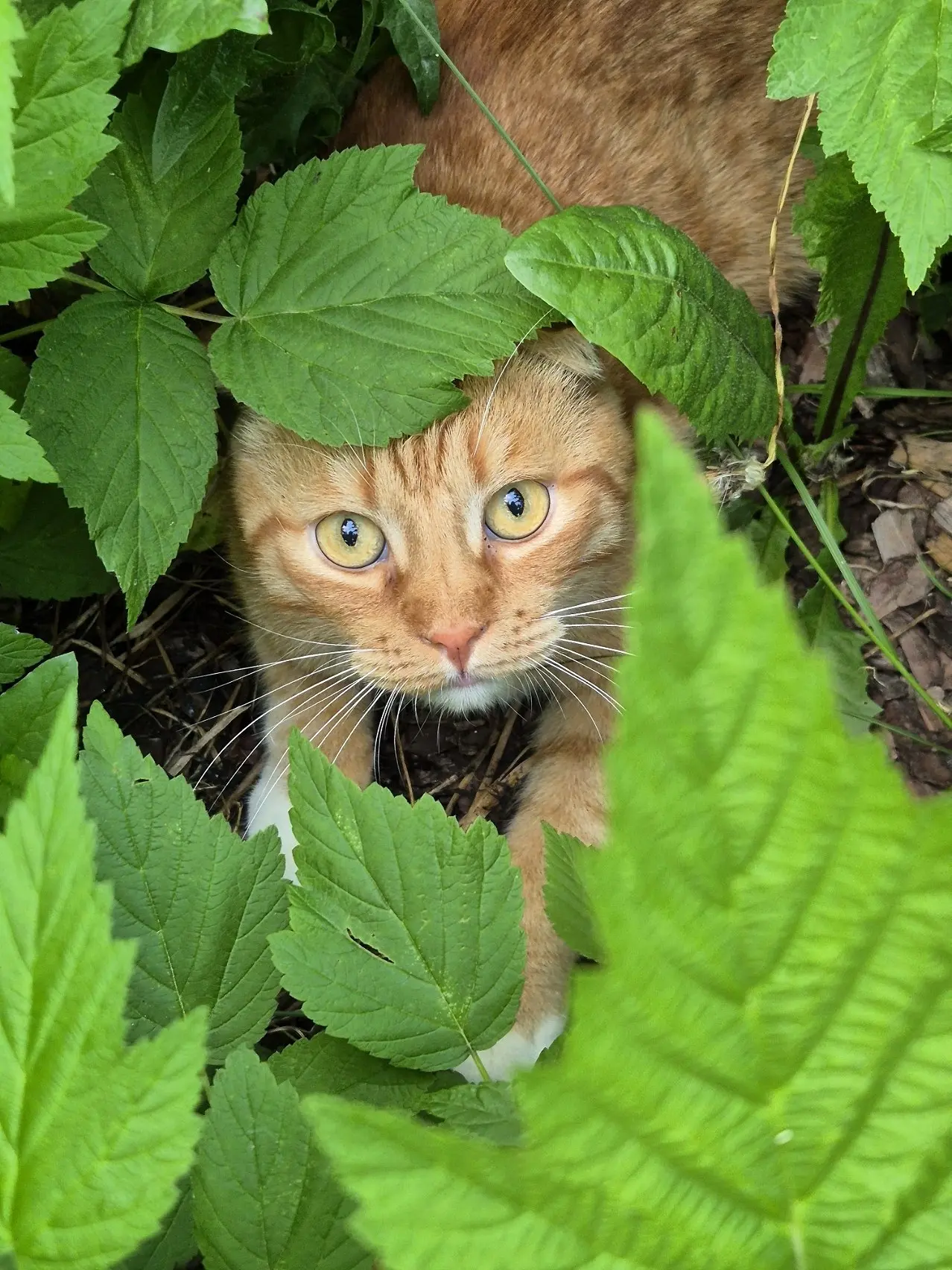 Raspberry & Cat