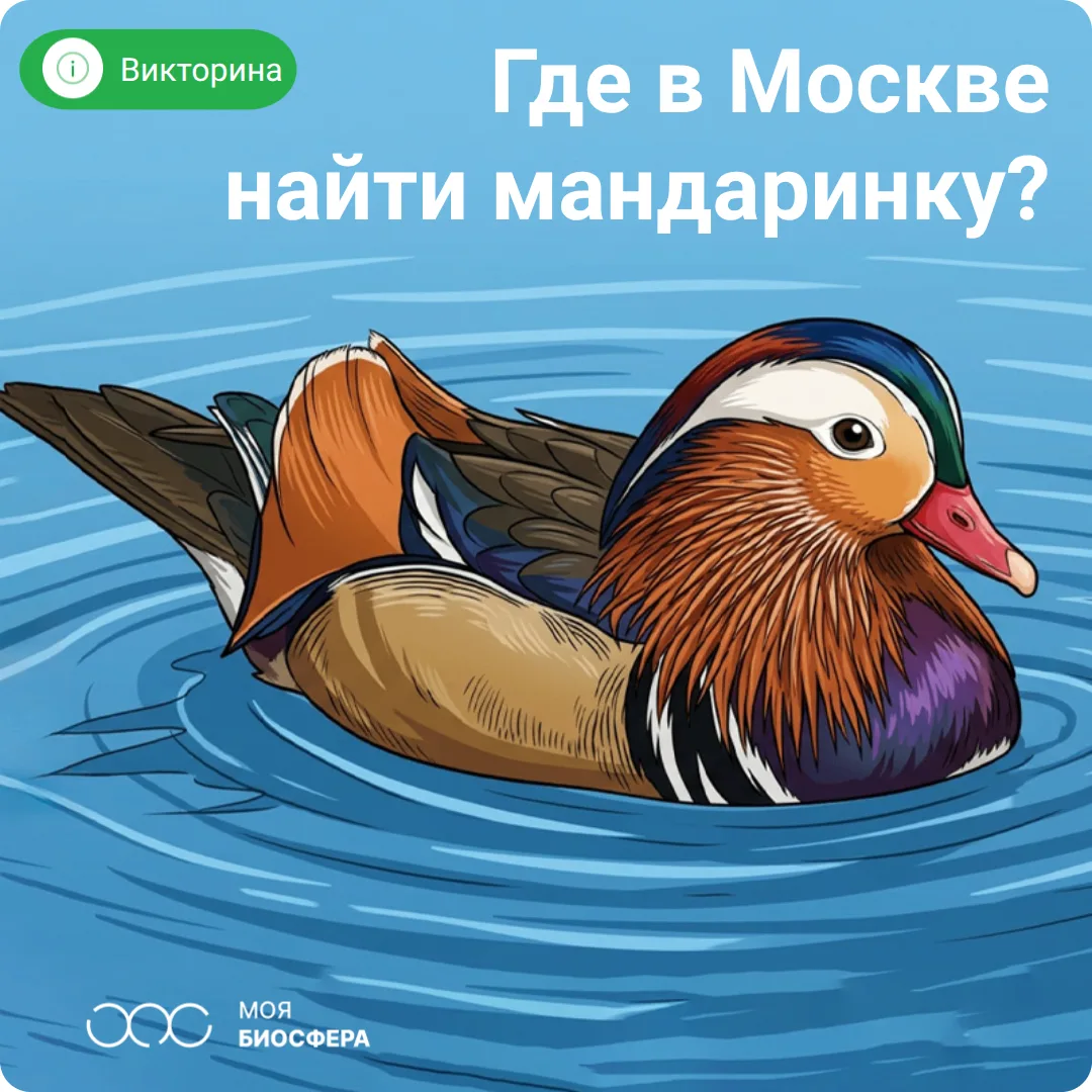 🤩 Пернатые из Красной книги, которых можно встретить в мегаполисе