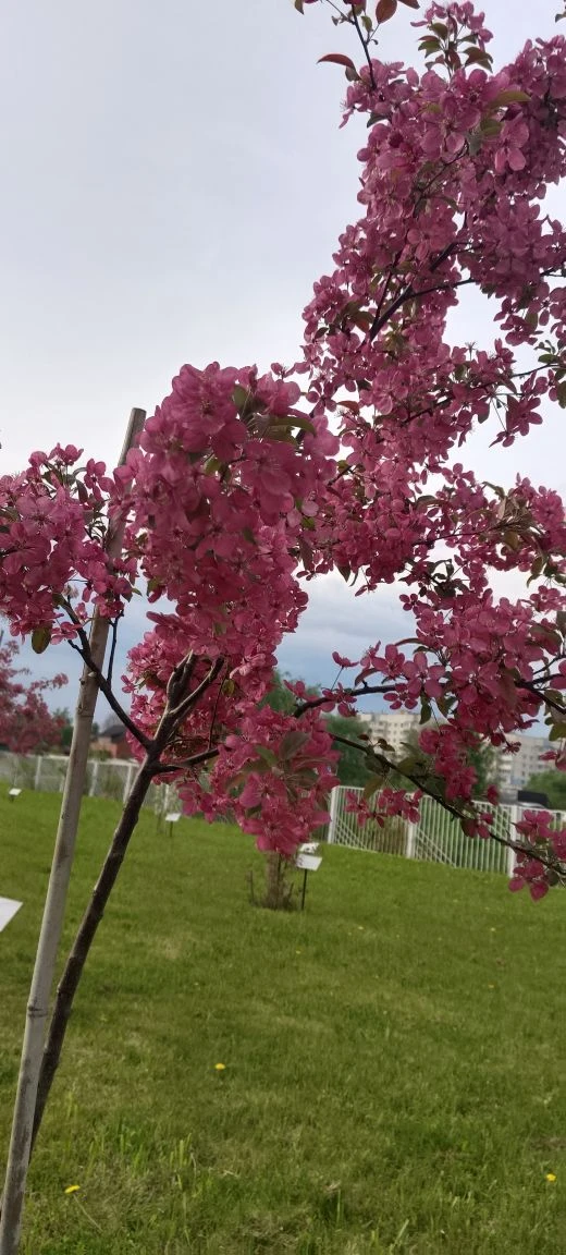 🌸 В школе цветёт «Сад памяти»  В нашей школе зацвёл «Сад памяти» — и это по-настоящему трогательное 