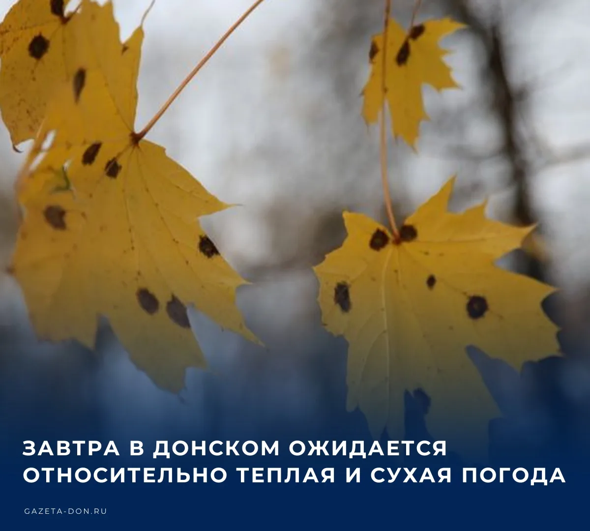 ☀️ В ночь на среду в Донском прогнозируется облачная погода с прояснениями, преимуществ...