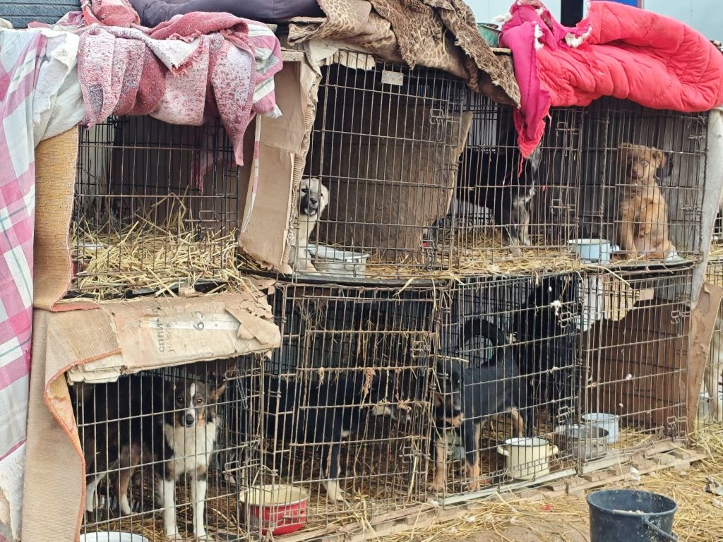 🐕 Первая помощь от «Первых»: Добро на лапах!  🔴Сегодня активисты Движения Первых  вместе с учениками