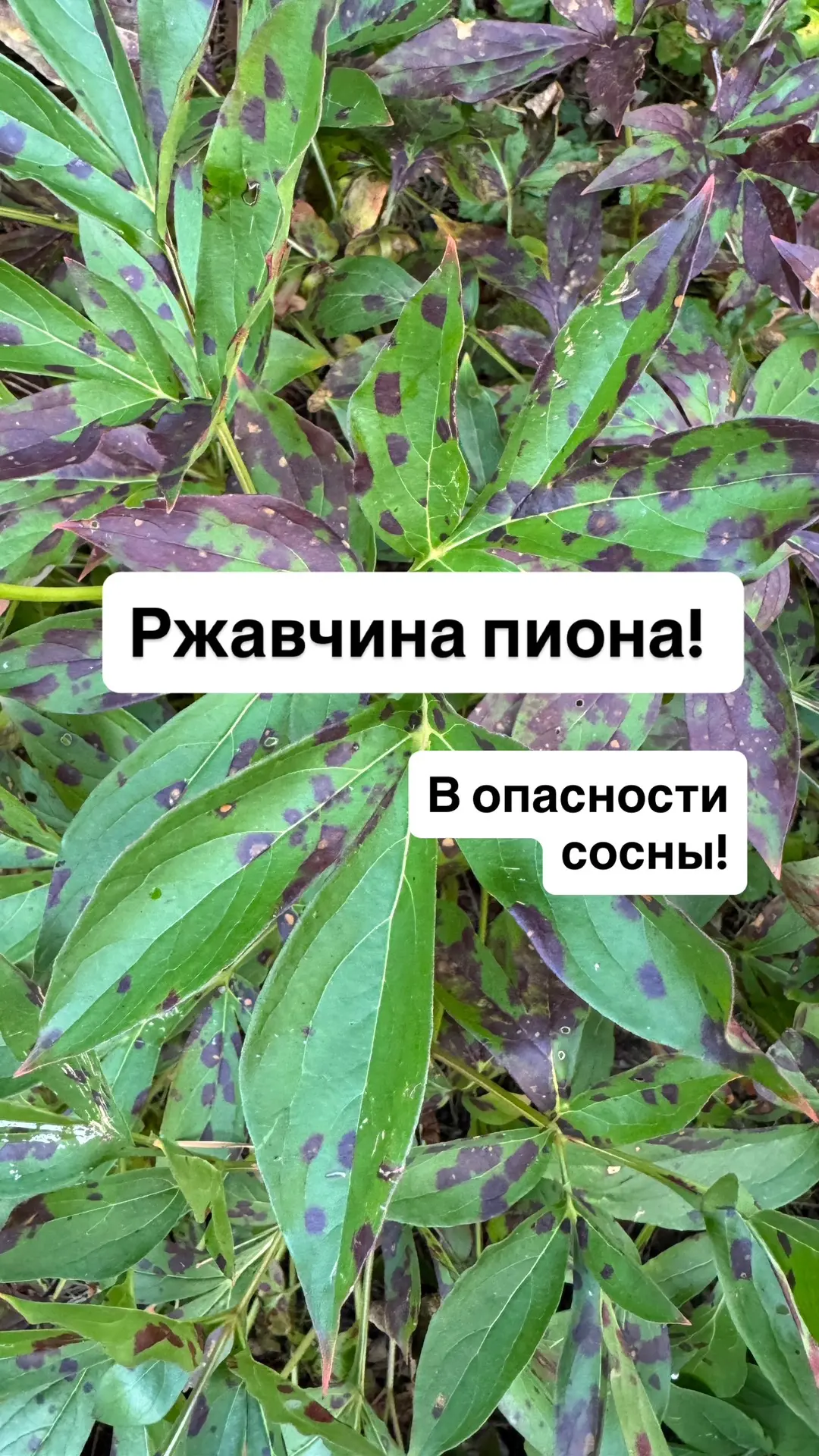 Четыре пиона чемпиона и один не получился или Ржавчина пиона