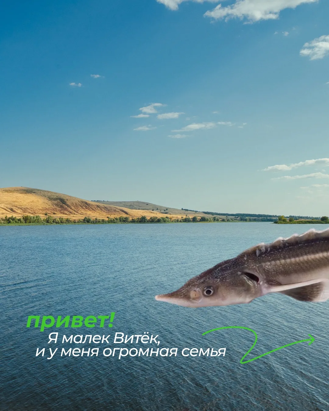 2 августа мы выпустили в Волгу ещё 20 000 мальков стерляди 🐟

Теперь благодаря проекту GRASS, котор