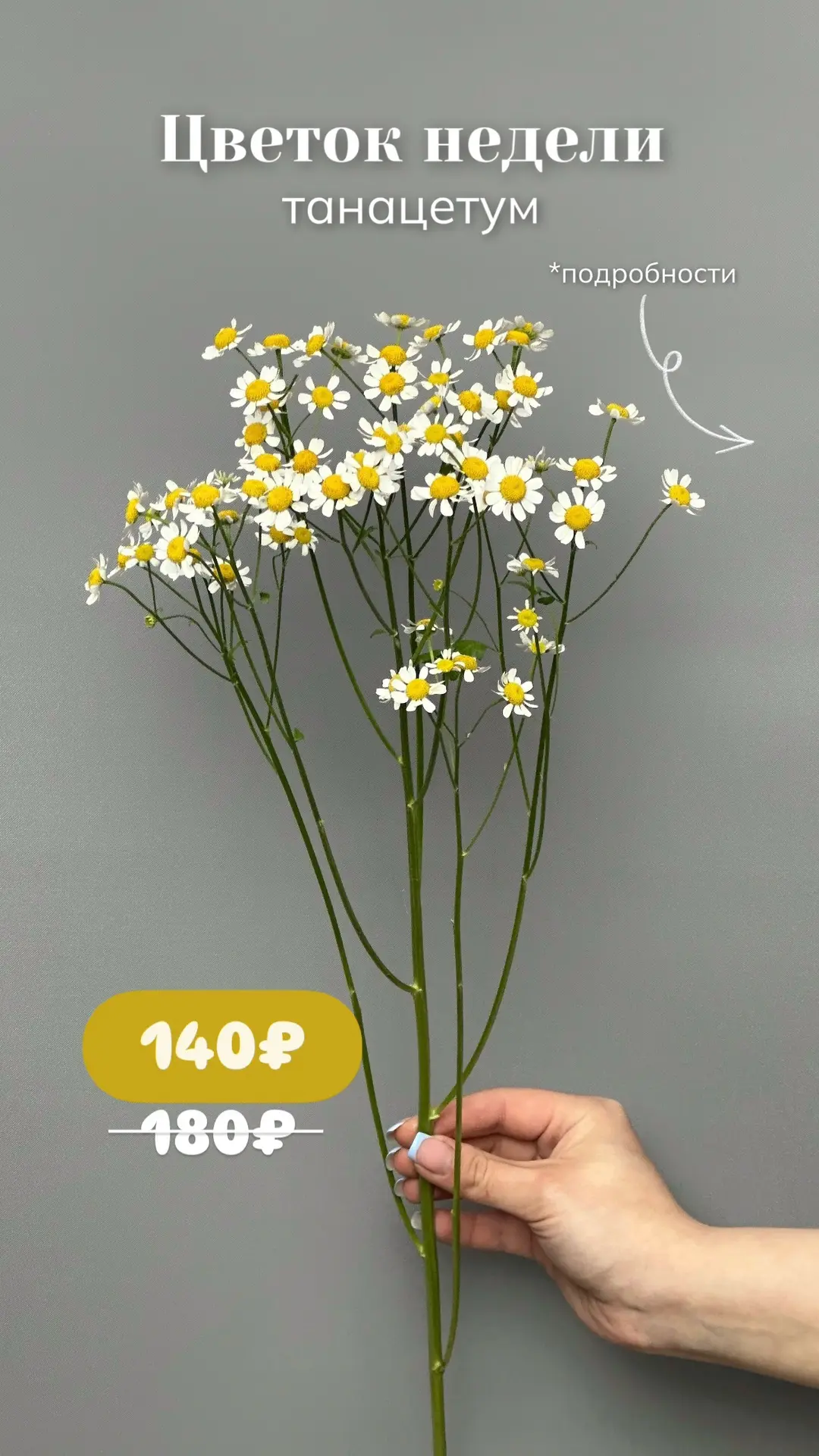 🌸Цветок недели - ТАНАЦЕТУМ
