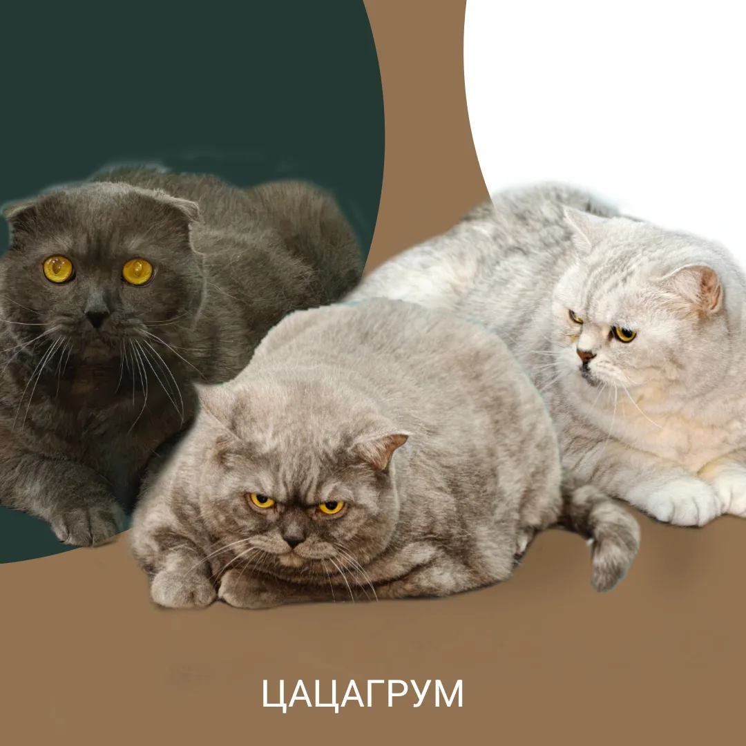 Когда в семье трое, а на груминг — все вместе 🐱🐱🐈