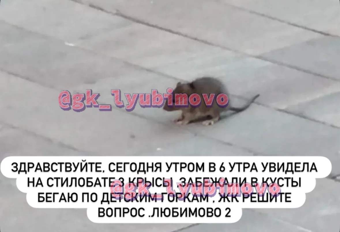 Соседи жалуются на антисанитарию во-дворе Любимово 2