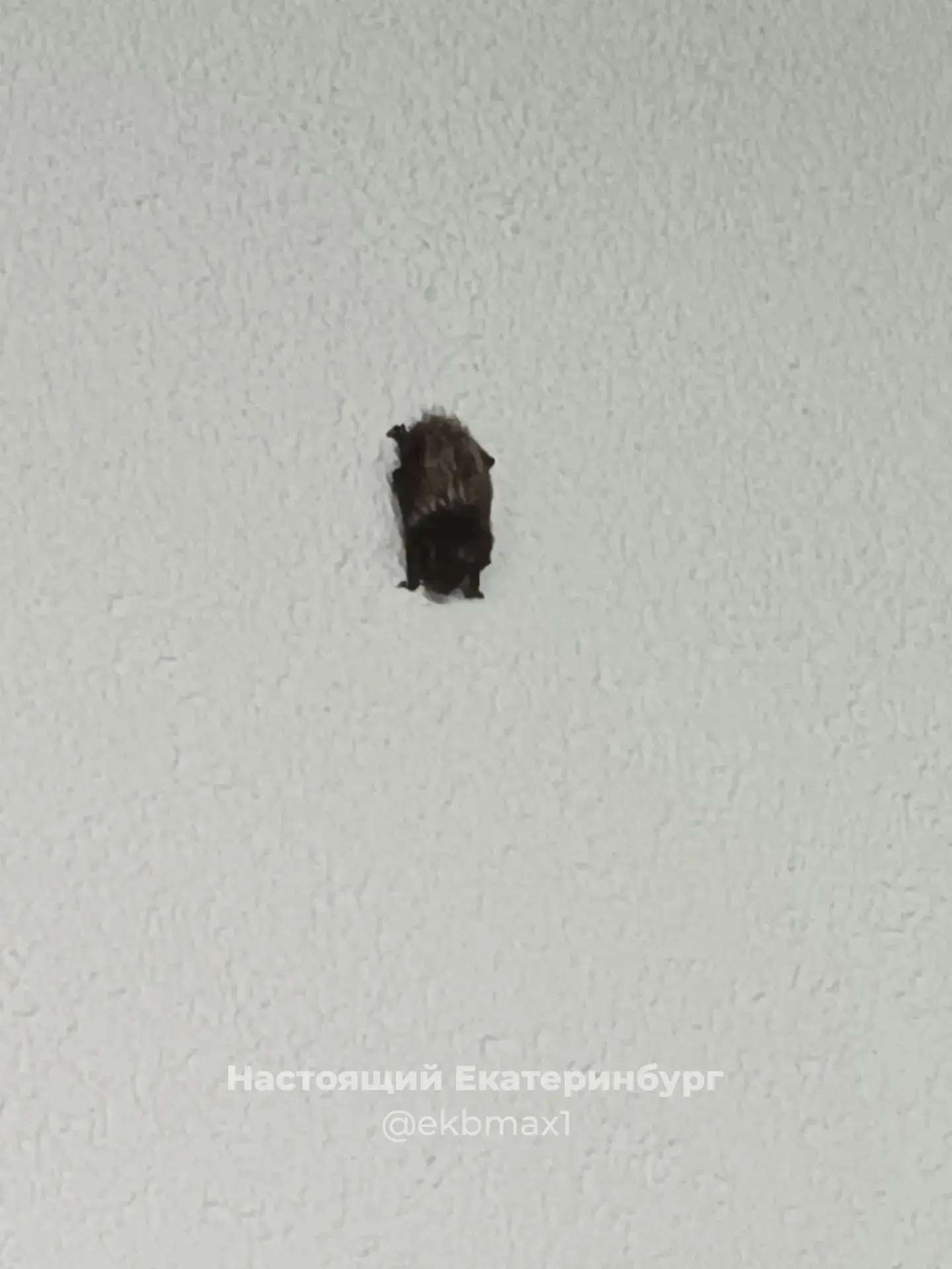 В Солнечном летучая мышь спит на Счастливой, 3, подъезд 6. 

Настоящий Екатеринбург
