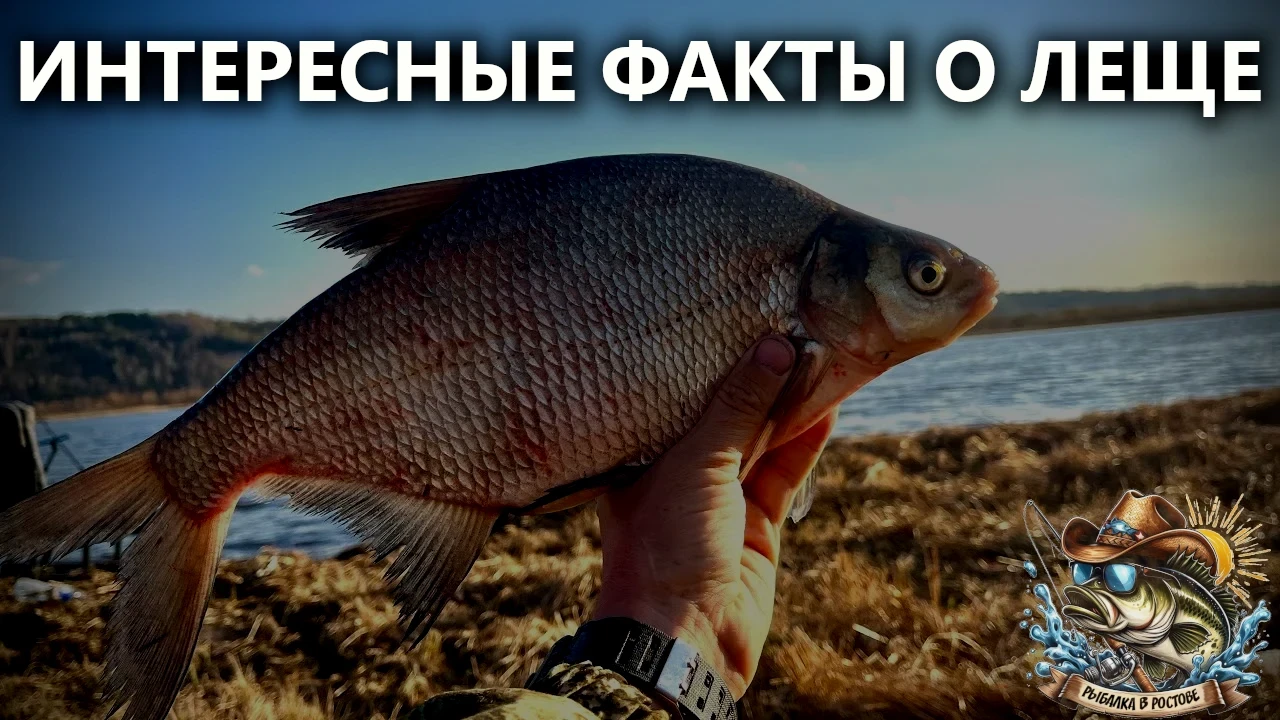 ‼ Лещ: почему такая популярная рыба и каких размеров она достигает

🐠 Лещ — одна из самых загадочны