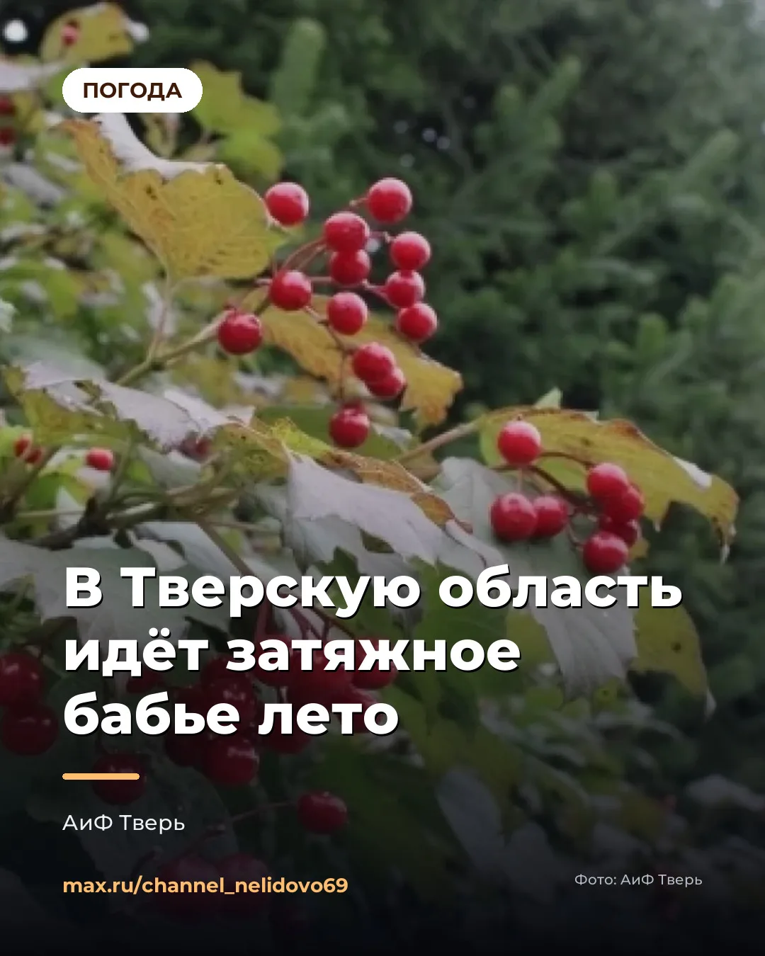☀️ ОСЕНЬ ПРИГОТОВИЛА ПОДАРОК: В ТВЕРСКУЮ ОБЛАСТЬ ИДЁТ САМОЕ ДОЛГОЕ БАБЬЕ ЛЕТО СЕЗОНА