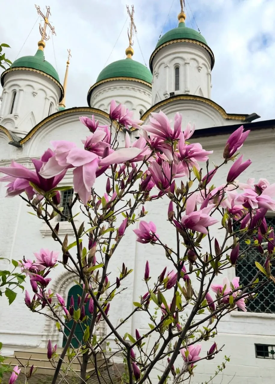 Топ мест, где цветет магнолия  В столице уже распустились первые цветы магнолии, а уже к маю вы смож