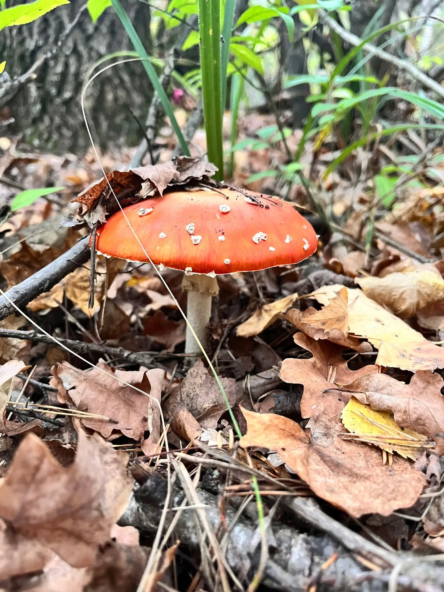 🍄 Осенние красавцы 🍄‍🟫