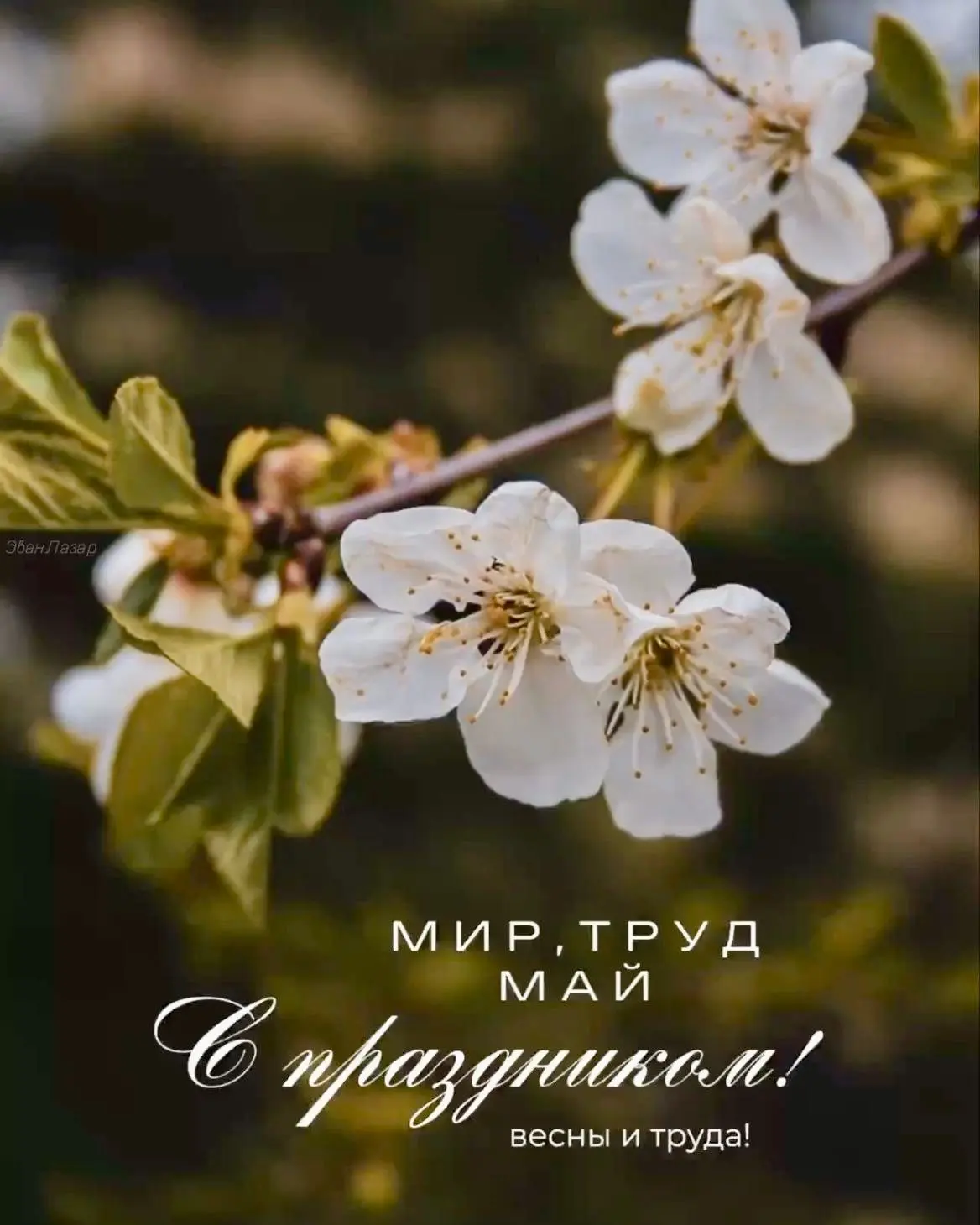 «Мир! Труд! Май!» — сказала страна и ушла на шашлыки.