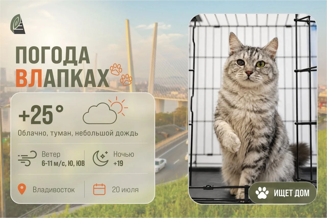 #ПогодаВЛапках

☁️ Облачно. 

В прогнозе королевская кошка Принцесса – роскошная молодая кошечка, ко