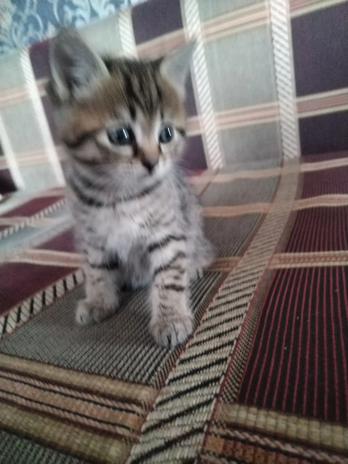 Отдам котёнка