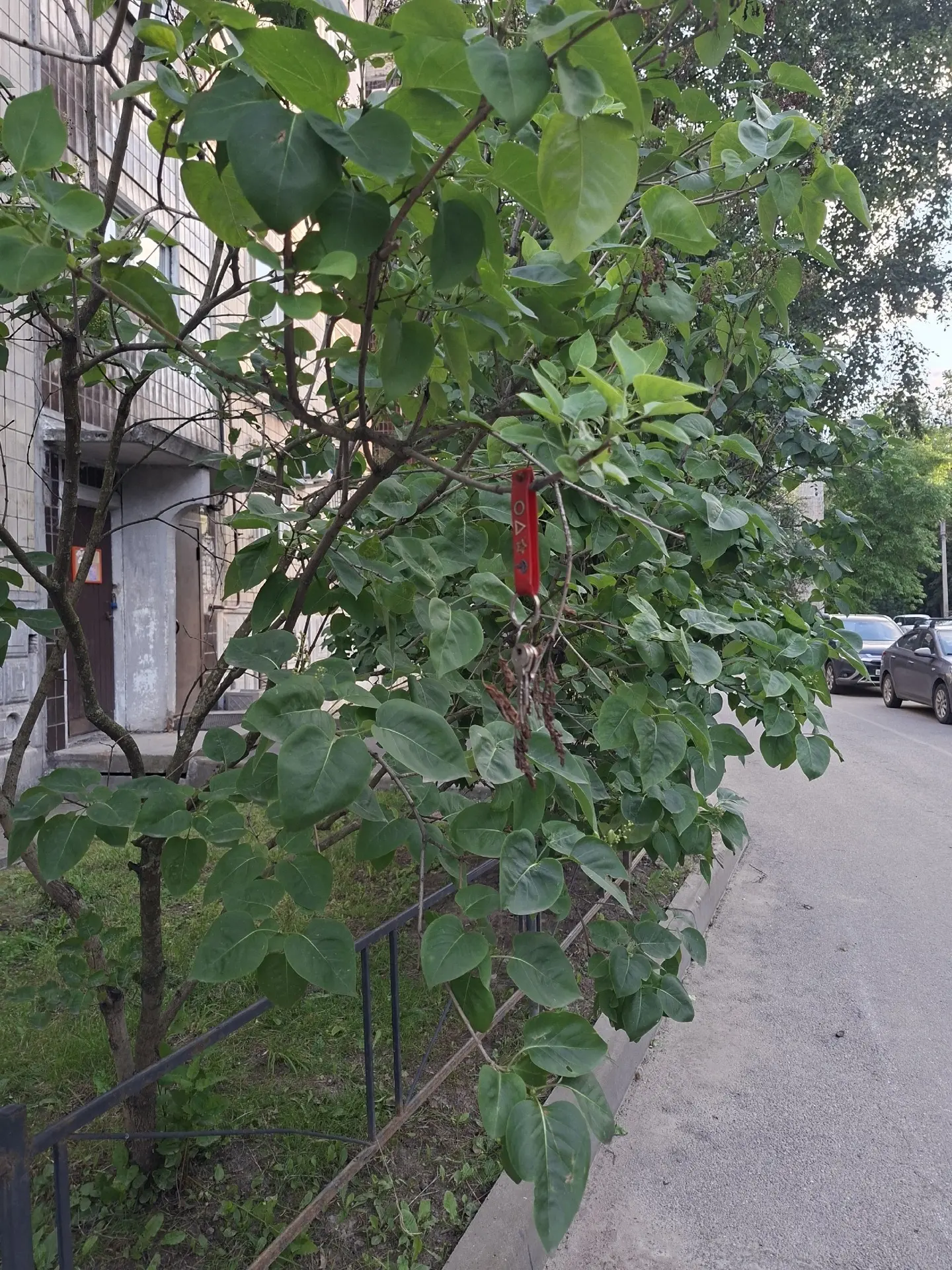 Стрельбищенская 15 к 2 под 1 , на дереве