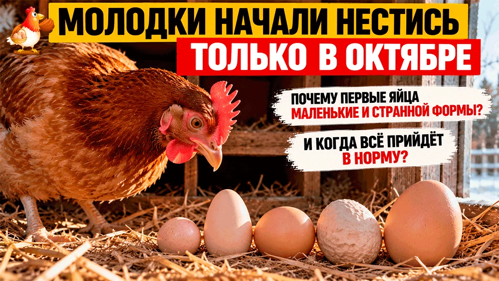 Молодки начали нестись только в октябре – почему первые яйца маленькие и странной формы...