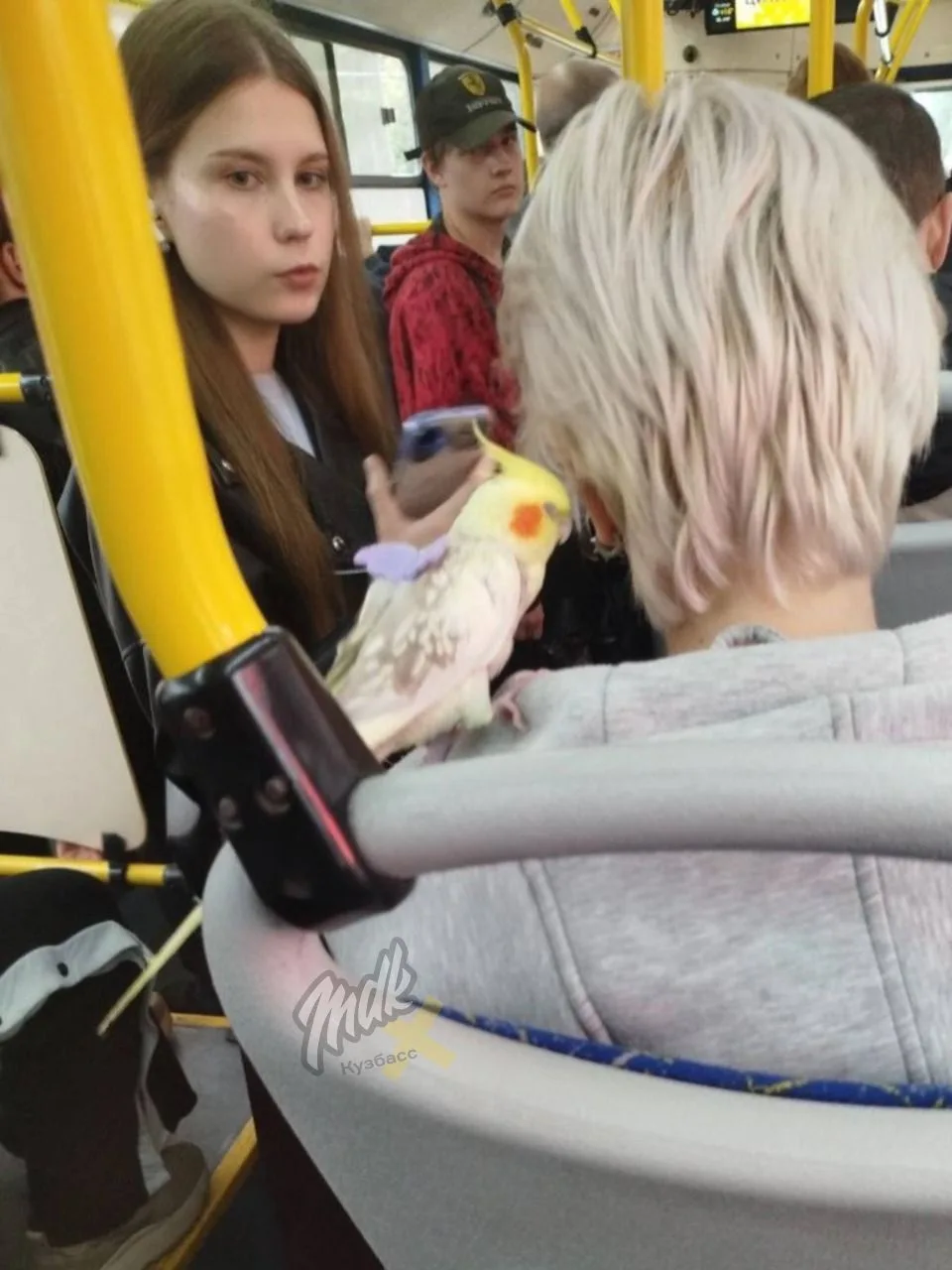⚡️В Новокузнецке засняли необычного пассажира автобуса