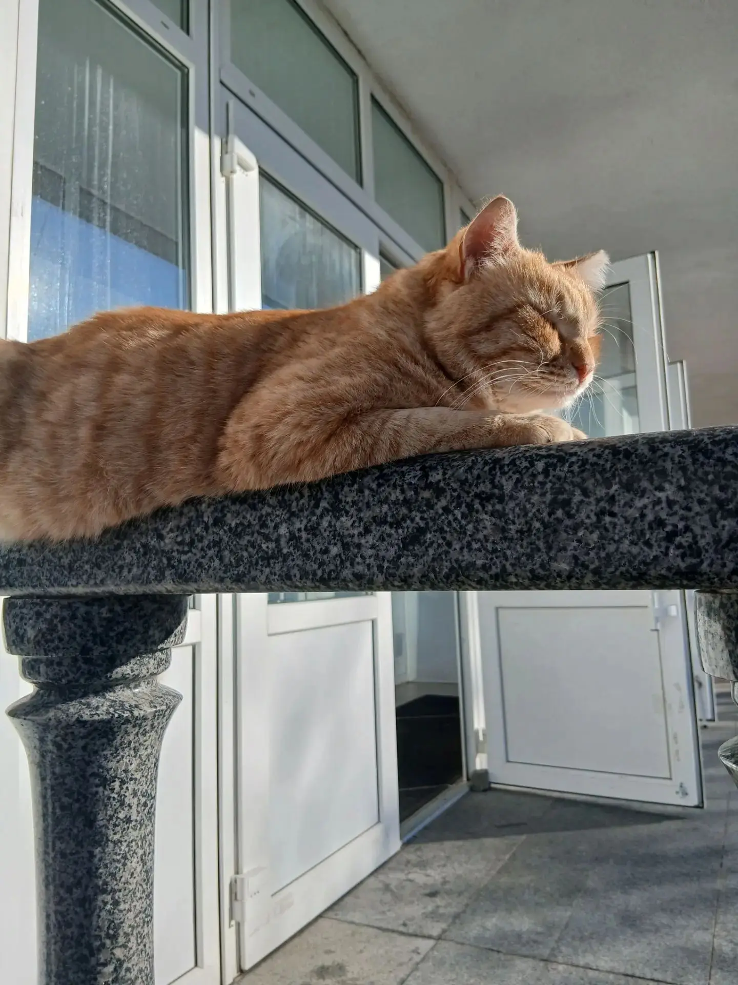 Сфинкс. Образно. Вид в профиль 😎