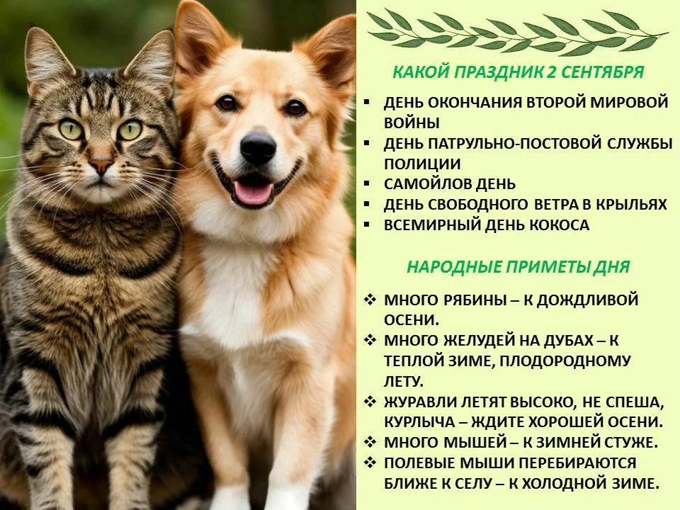 🔸️️Сегодня 2 сентября 2026 года, среда