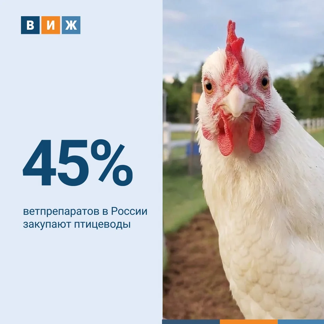 Птицеводство остается крупнейшим потребителем ветеринарных препаратов в России. На отра...
