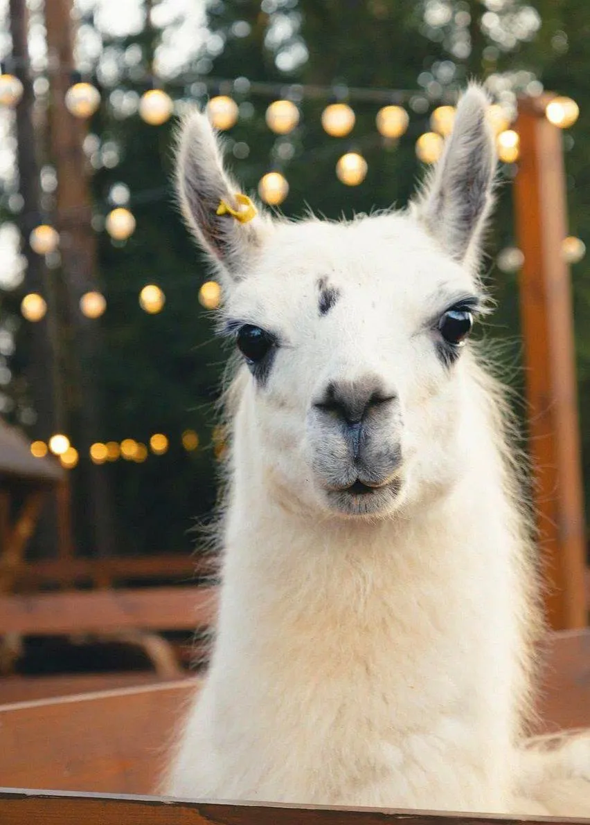 Парк с милыми альпаками🦙  🗓 Пн-Вс 11:00-21:00 📍 ЛО, деревня Мистолово, курорт Охта Парк  💵 от 1200 ₽