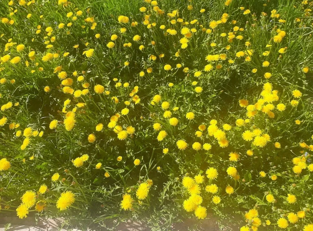 🌼 13 мая- Всемирный день одуванчика!🌼  Воспитанники средней группы "Лучики" с радость...